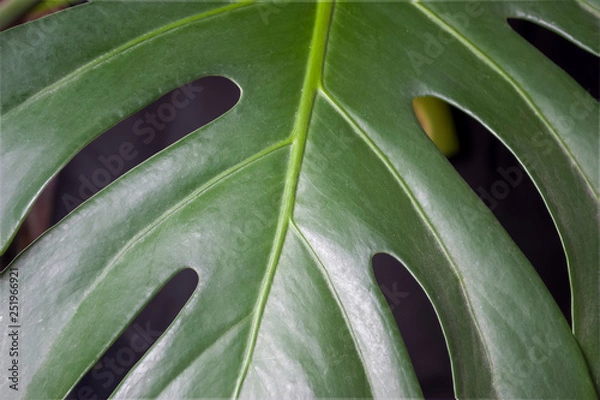 Obraz green fresh plants, leaves pattern