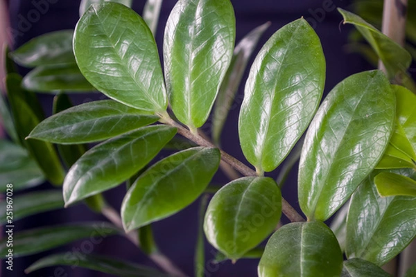 Obraz green fresh plants, leaves pattern