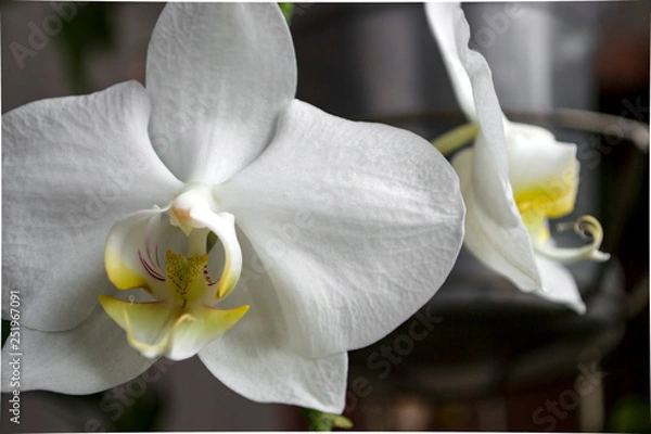 Obraz green fresh plants, leaves pattern