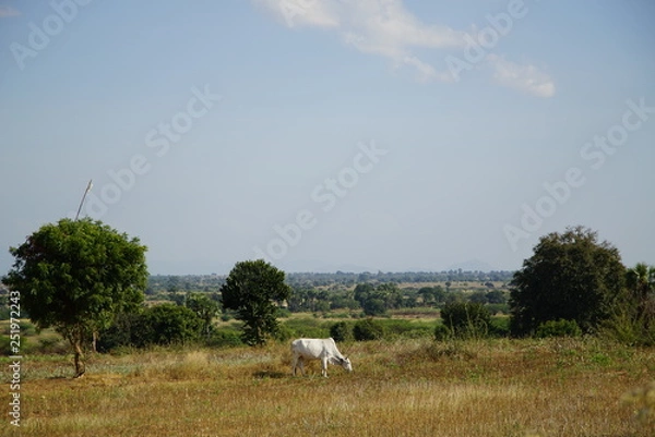 Obraz white cattle in Myanmar