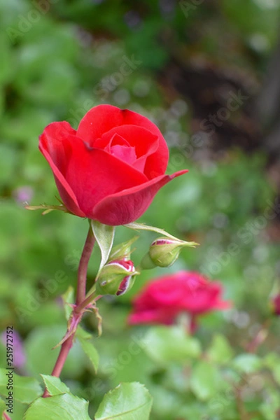 Obraz 赤いバラ一輪