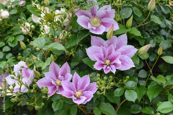 Obraz クレマチスみたいな薄紫の花１