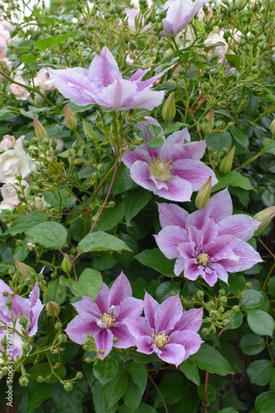 Obraz クレマチスみたいな薄紫の花２