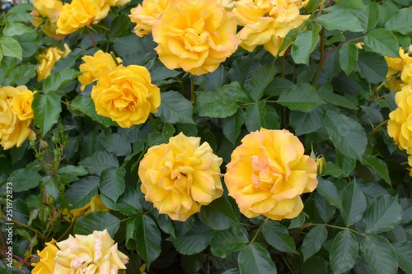 Obraz 黄色いバラ