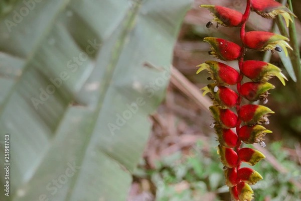 Fototapeta folhas e flores vermelhas