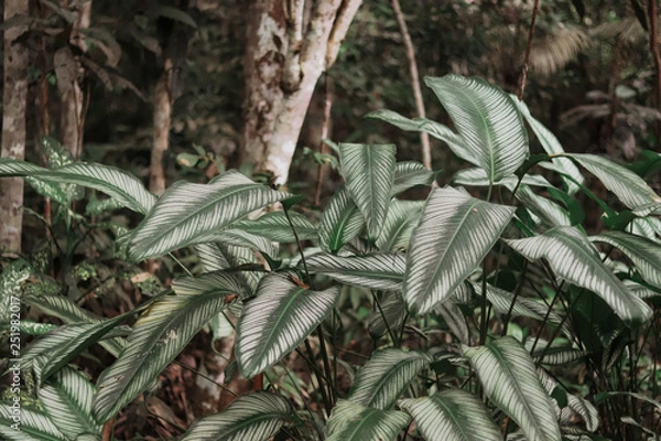 Fototapeta fundo com folhas verdes