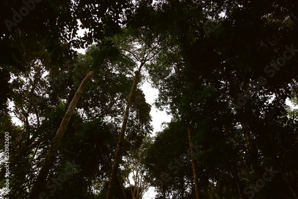 Fototapeta fundo com folhas