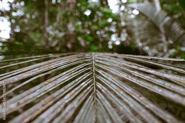 Fototapeta fundo com folhas