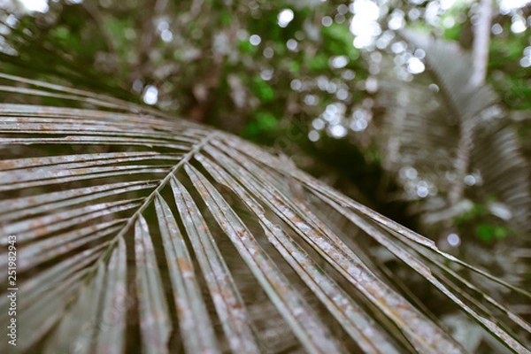 Obraz fundo com folhas