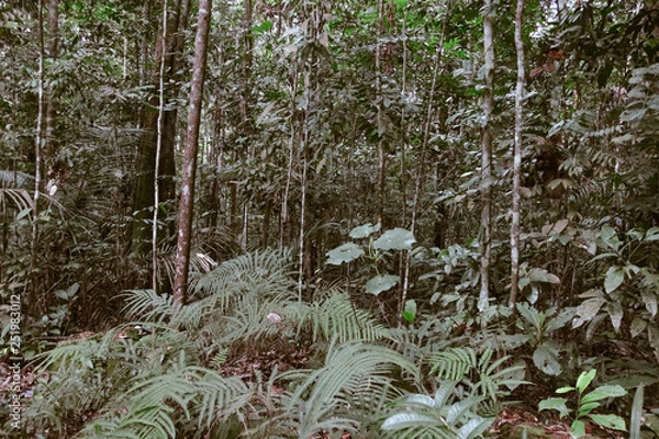 Fototapeta fundo com folhas