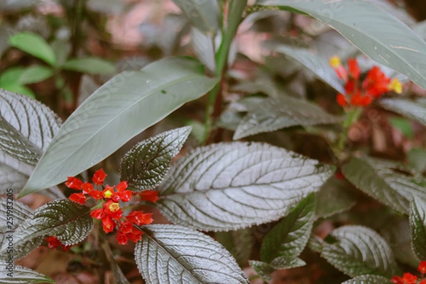 Fototapeta folhas e flores vermelhas