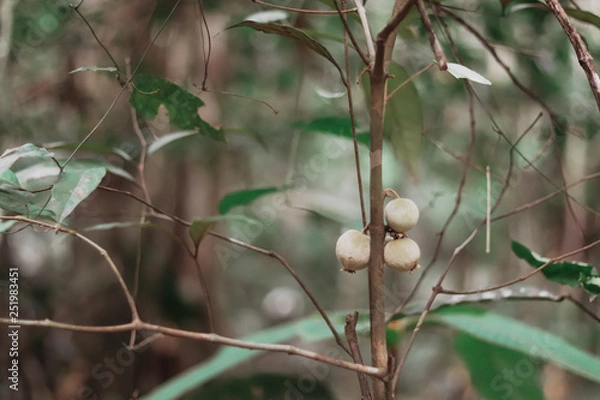 Fototapeta fundo com folhas
