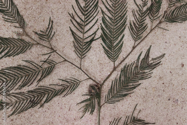 Fototapeta fundo com folhas