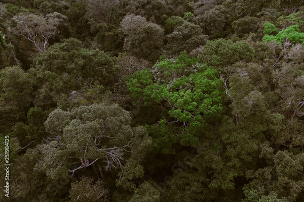 Fototapeta vista com arvores na Amazonia