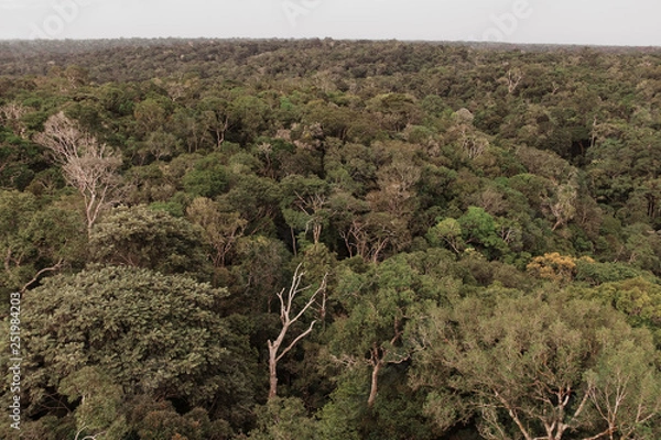 Fototapeta vista com arvores na Amazonia