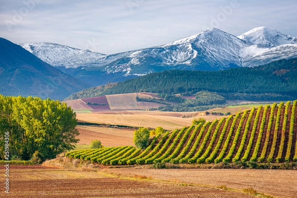 Obraz Vineyards with San Lorenzo mountain as background, La Rioja, Spain