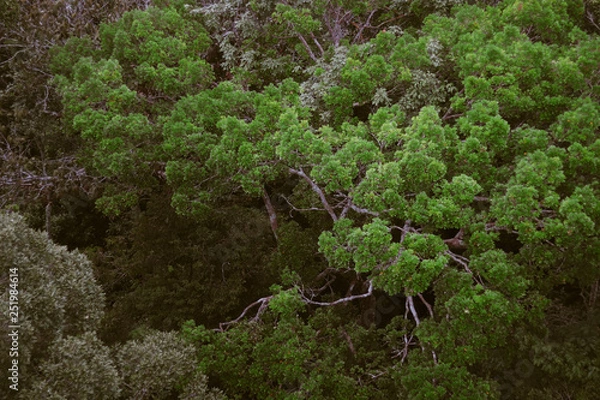 Fototapeta vista com arvores na Amazonia