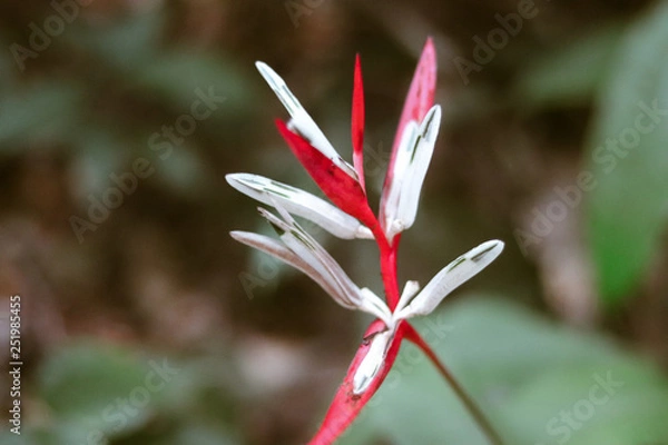 Fototapeta flor vermelha e branca com fundo verde