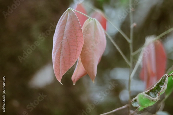 Fototapeta folhas cor de rosa com fundo verde