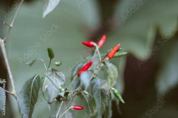 Fototapeta folhas verdes com pimentas vermelhas