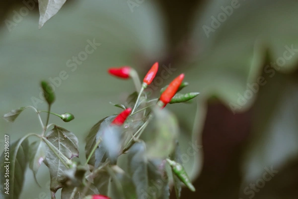 Fototapeta folhas verdes com pimentas vermelhas