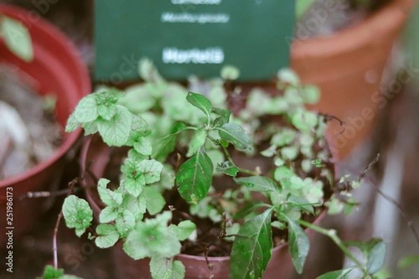 Obraz folhas de hortelã