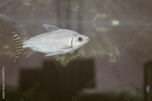 Obraz peixes da Amazonia