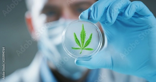 Fototapeta Portrait of scientist with mask and gloves checking and analizing a biological and ecological hemp plant used for herbal pharmaceutical cbd oil in a laboratory.