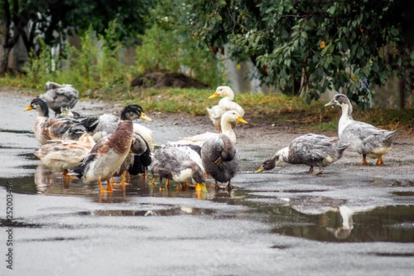 Fototapeta Bathing ducks in the puddle. Ducks on a farm, farm poultry farming_