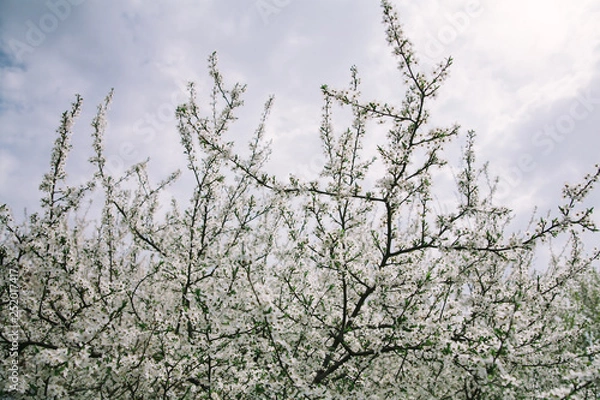 Fototapeta Branch of blooming apple trees with young leaves in spring against a blue sky. card for Mother's Day or Easter