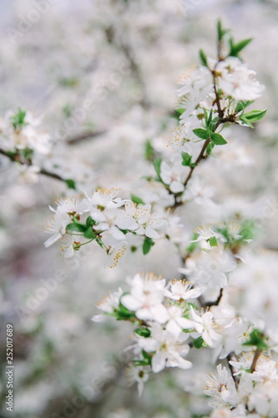 Fototapeta A branch of a blossoming apple tree with young leaves in spring against a sky. Card for Mother's Day or Easter