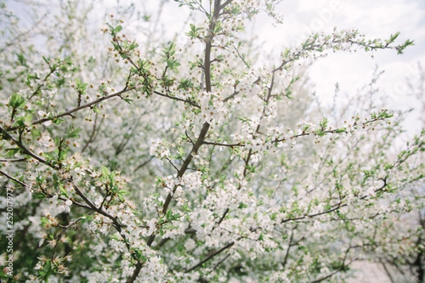 Fototapeta Branch of blooming apple trees with young leaves in spring against a blue sky. card for Mother's Day or Easter