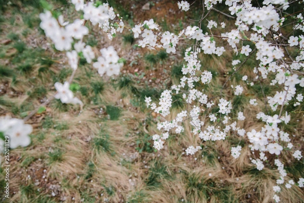 Fototapeta Branches of blossoming apple trees against the background of grass and fallen petals and flowers. View from above