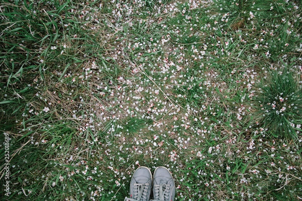 Fototapeta Feet of a girl in gray sneakers against the background of grass and fallen petals of the apple tree. View from above