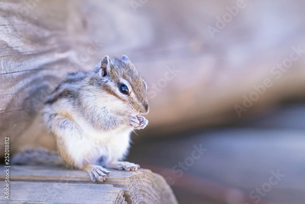 Fototapeta りす物語