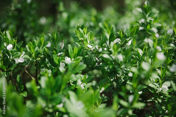 Fototapeta Branches with small leaves and white fallen petals of spring flowers. Close up