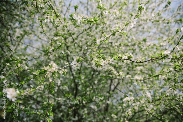 Fototapeta Bush blooming apple trees with young leaves in spring