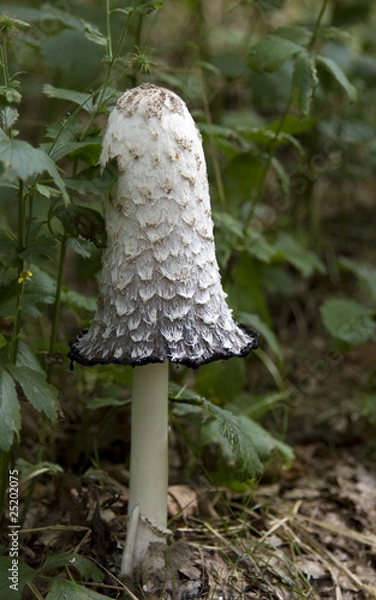 Obraz Inky cap