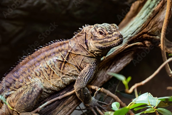 Obraz Caiman Lizard III