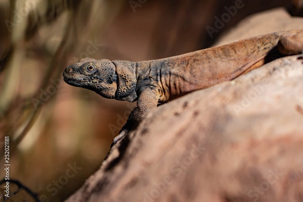 Obraz Chuckwalla I