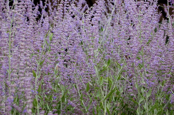 Obraz Silber-Perovskie