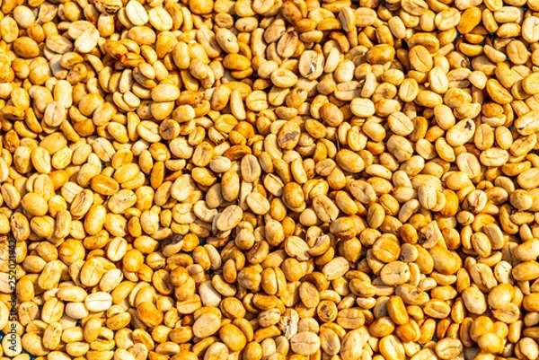 Fototapeta dry coffee beans with sunlight