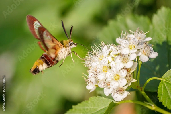 Fototapeta Close-up one hornworm moth-hawk in flight over white flower looking for nectar in summer day with green blur background and soft focus. The concept of macro photography of insects in natural habitat.
