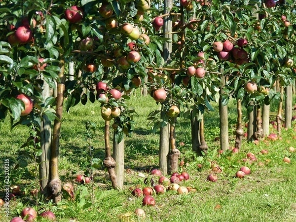 Obraz windfall apples