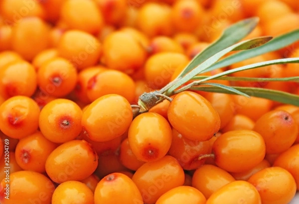 Obraz Кисточка ягод облепихи на фоне россыпи ягод, макро