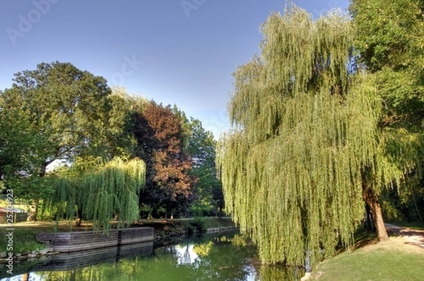 Obraz HDR de saule pleureur