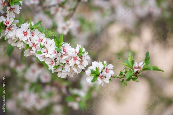 Obraz Richly flowering branch against a background of flowering almond in unfokus. In detail. In the Algarve, Portugal.
