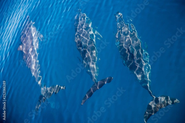 Fototapeta Whitsunday Islands, Australia