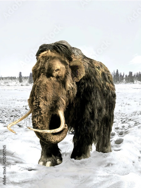Obraz Mammoth walking through the snow.