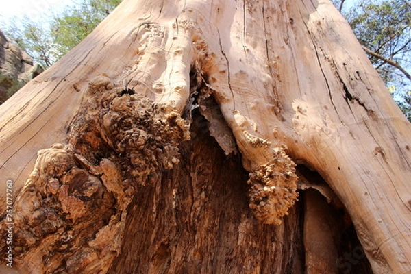 Fototapeta The giant trunk of spung tree (Tetrameles nudiflora) closeup near the gates of Na Prohm temple in Angkor, Cambodia